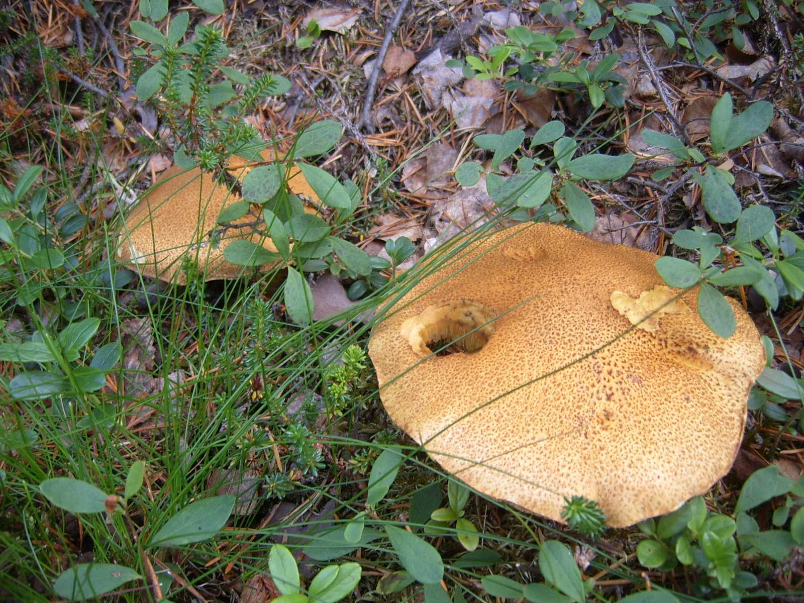 funghi scandinavi